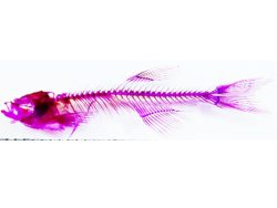 Alizarin Red