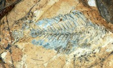 Fossil Repository Image1