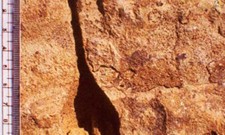Fossil Repository Image3