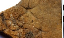 Fossil Repository Image4