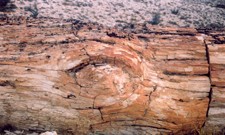 Fossil Repository Image5