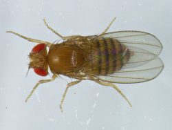 Bhupendra Shravage Research Image1