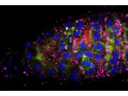 Bhupendra Shravage Research Image6