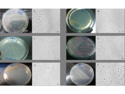 Dr. Monali Rahalkar Research Image7