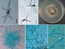 Dr. Parasnath Singh List of Publications Image3