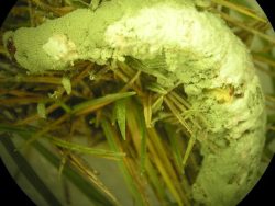 Dr. Parasnath Singh Research Interests Image1