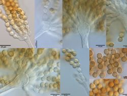 Dr. Rajeshkumar KC Research Image1
