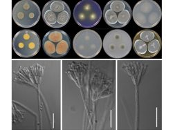 Dr. Rajeshkumar KC Research Image4