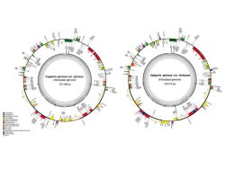 Caparis spinosa var. spinosa/Caparis spinosa var. herbacea