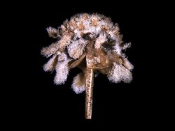 Dr. Riteshkumar Choudhary Research Image2