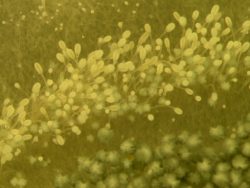 Dr. Sanjay Singh Research Image2