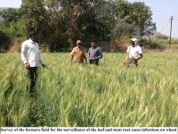 Survey of the farmers for the surveilance of the of the leaf and stem rust races infectious on wheat