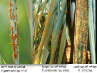 Stem rust of wheat / Stripe rust of wheat / Leaf rust of wheat