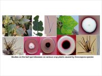 Studies on the leaf spot diseases on various crop plants caused by Cercospora species