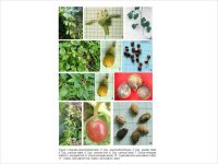 Dr. Sujata Tetali Research Image4