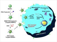 Dr. Virendra Gajbhiye Research Image3