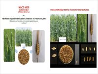 MACS 4058 Durum Wheat