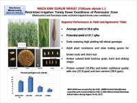 MACS 4058 DURUM WHEAT