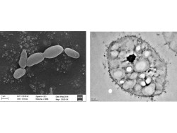 Dr. Monali Rahalkar Research Image8