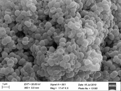 Dr. Monali Rahalkar Research Image3