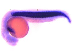 One Day Zebrafish