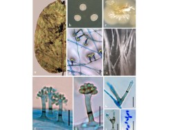 Dr. Parasnath Singh List of Publications Image1