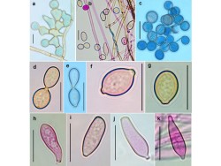 Dr. Parasnath Singh List of Publications Image2