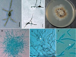 Dr. Parasnath Singh List of Publications Image3