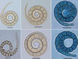 Dr. Parasnath Singh List of Publications Image5