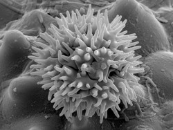 Dr. Rajeshkumar KC Research Image2