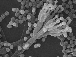 Dr. Rajeshkumar KC Research Image3