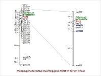 Mapping of alternative dwarfing gene Rht18 in durum wheat
