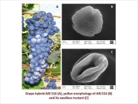 Grape hybrid ARI 516(A), pollen morphology of ARI 516(B) and its seedless mutant (C)