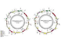 Caparis spinosa var. spinosa/Caparis spinosa var. herbacea