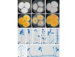 Dr. Sanjay Singh Research Image5