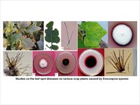 Studies on the leaf spot diseases on various crop plants caused by Cercospora species