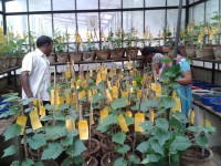 Dr. Sujata Tetali Research Image5