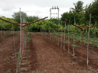 Dr. Sujata Tetali Research Image7