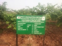 Dr. Sujata Tetali Research Image8