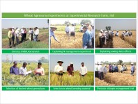 Wheat Agronomy Experiments at Experimental Research Farm, Hol