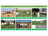 Wheat Agronomy Experiments at Experimental Research Farm, Hol