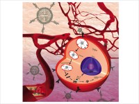 Dr. Virendra Gajbhiye Research Image1