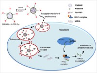 Dr. Virendra Gajbhiye Research Image2