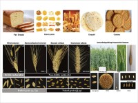 Hulled Grain/Nuked Grain