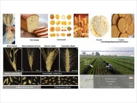 Hulled Grain/Nuked Grain