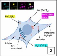 Dr. Arindam Bhattacharjee Research Image2
